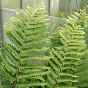 Hardy Fern Dryopteris crashirhizoma